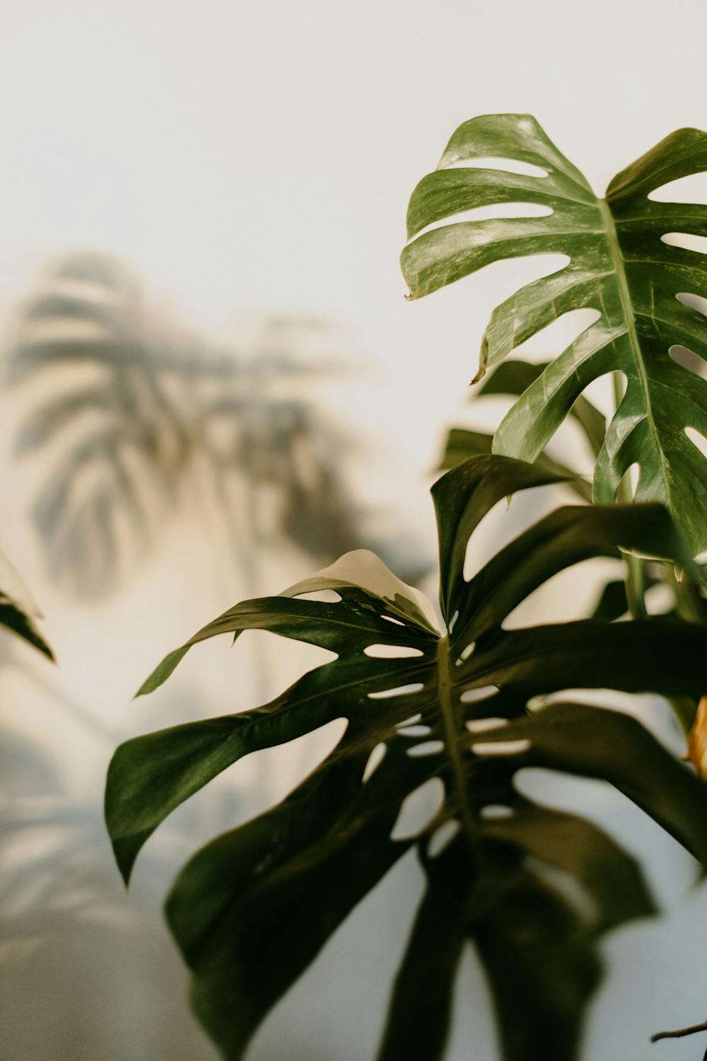 5 Common Houseplant Pests and How to Remove Them