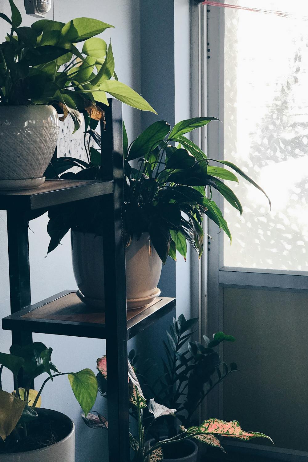 Picture of A Comprehensive Guide to Lighting For Houseplants - Grow a Home Garden