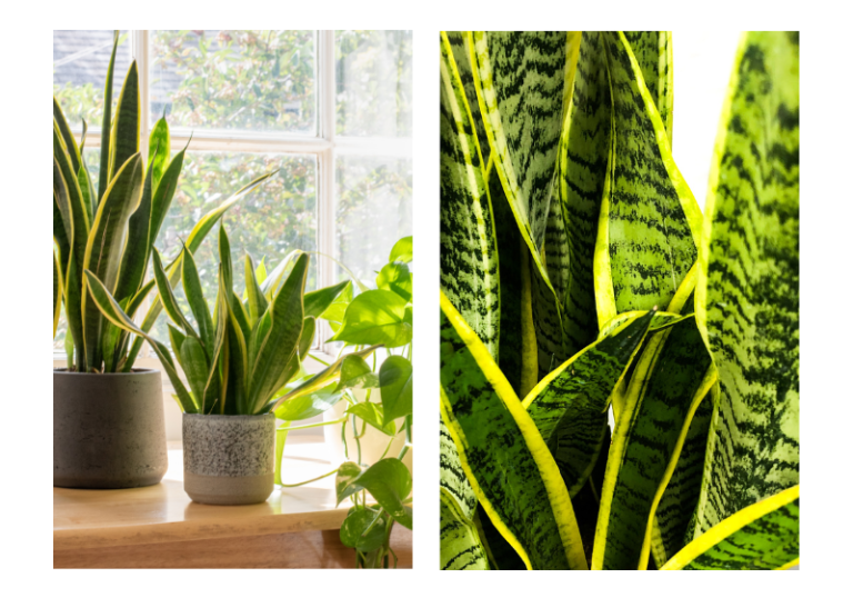 Top 15 Indoor Succulents for Beginners and How to Care For Them - Grow ...