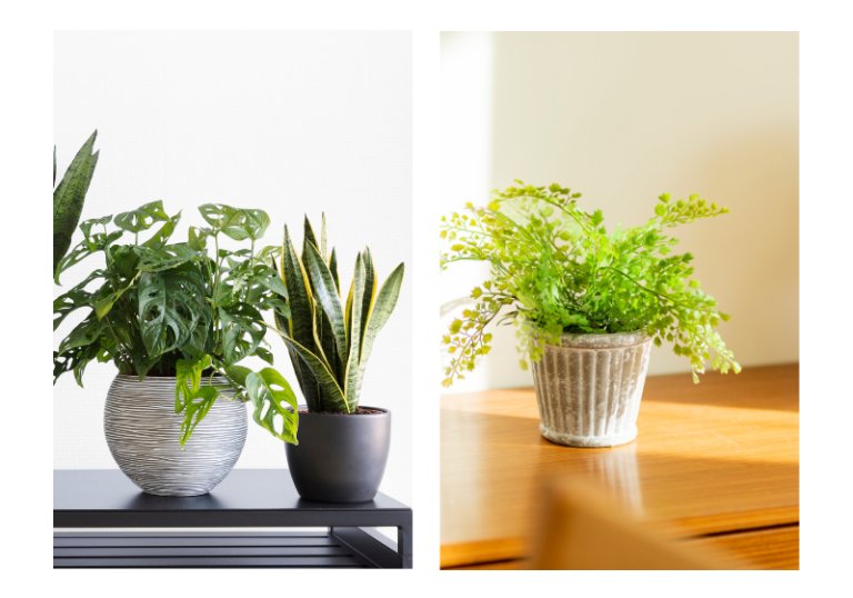 A Comprehensive Guide to Lighting For Houseplants - Grow a Home Garden